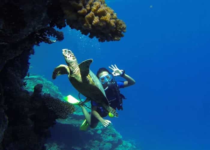 Diving Tour with Lunch & Two Dive Sites