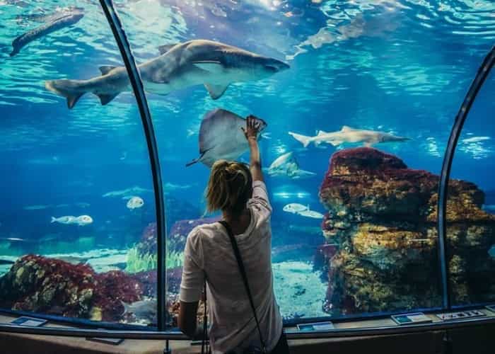 Grand Aquarium Hurghada with Private Transfer