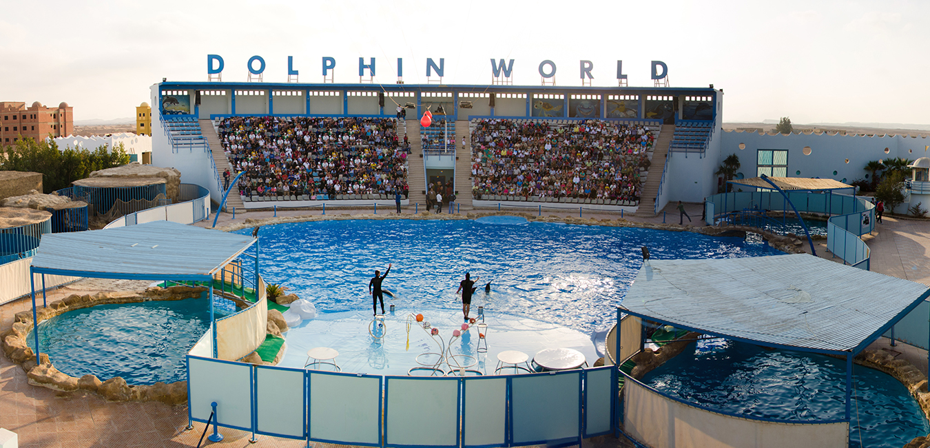 Hurghada Dolphin World Shows with Lunch