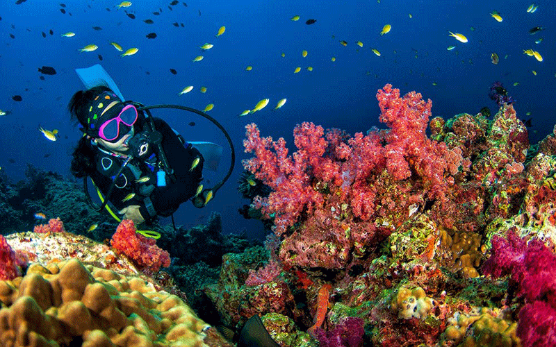   Diving 