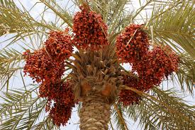   Date Gardens 